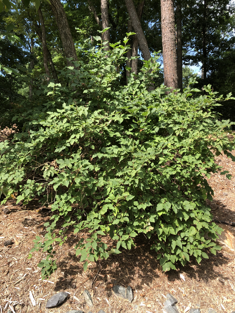 Фото Syringa vulgaris - Form (Durham County,NC)-Mid Summer:Andrea Laine