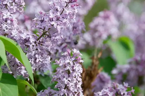 Photo of Syringa x persica (Syringa x persicas)