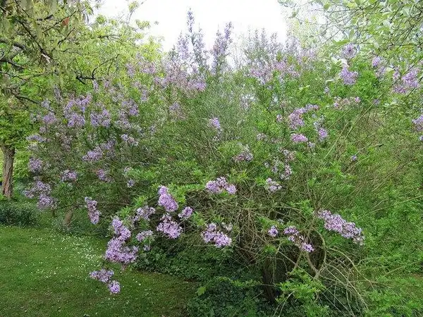 Photo of Syringa x persica (Syringa x persicas)