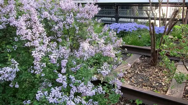 Photo of Syringa x persica - Form:K.M.