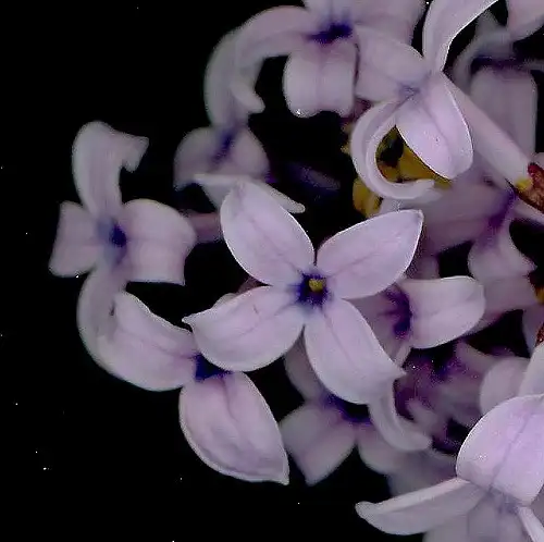 Photo of Syringa x persica - Four petaled lilac lowers:Maggie