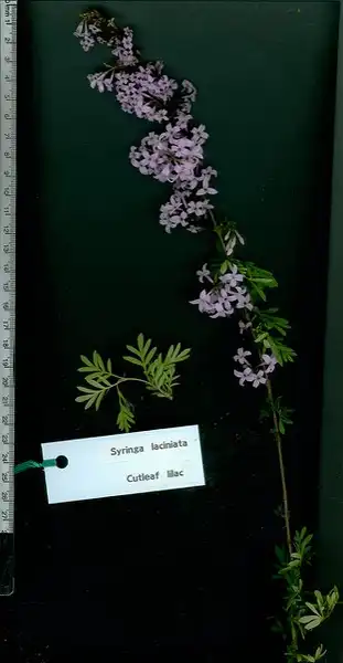 Photo of Syringa x persica - Branch and leaves:Maggie