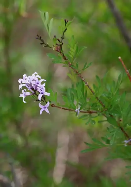 Photo of Syringa x persica - Flowers appear at the end of the stems.:Andrey Zharkikh