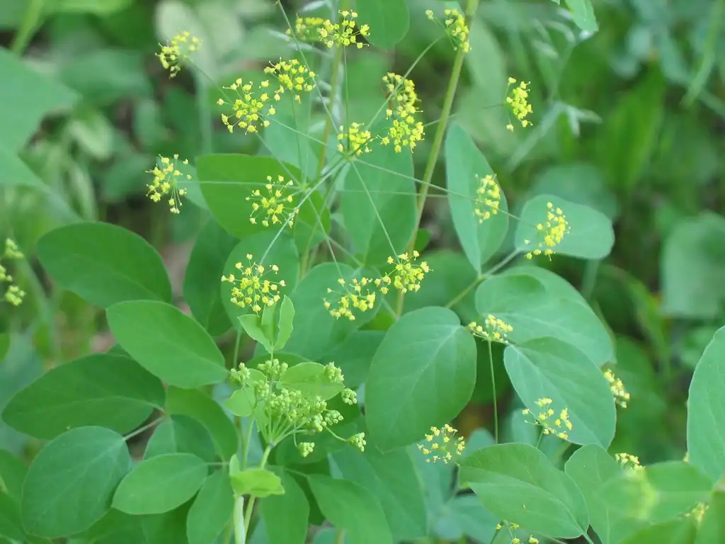 Фото Taenidia montana (Taenidia montanas)