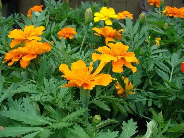 Foto de Tagetes erecta (Tagetes erectas)