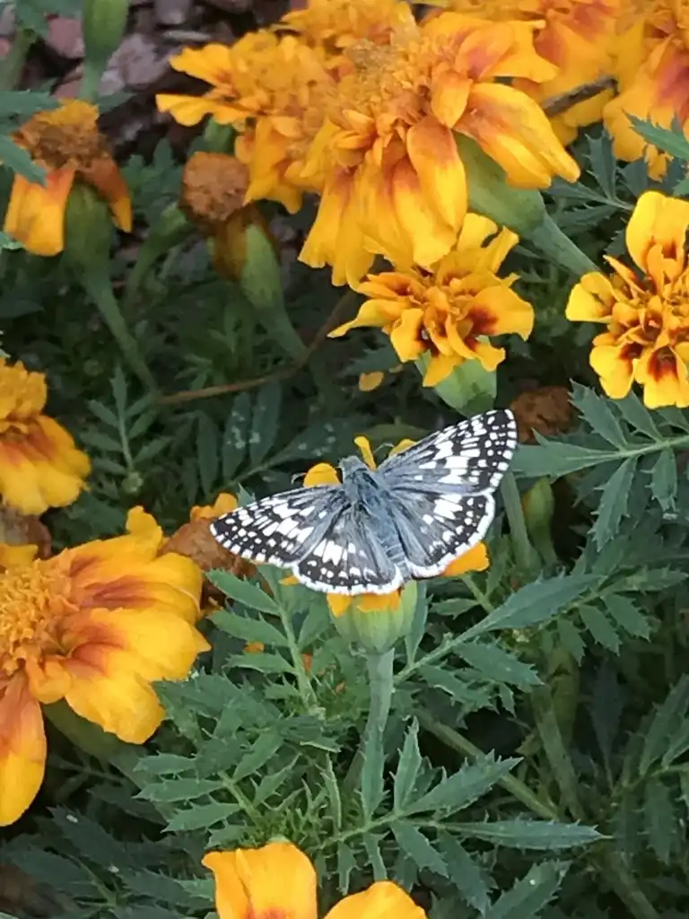 Foto de Tagetes erecta (Tagetes erectas)