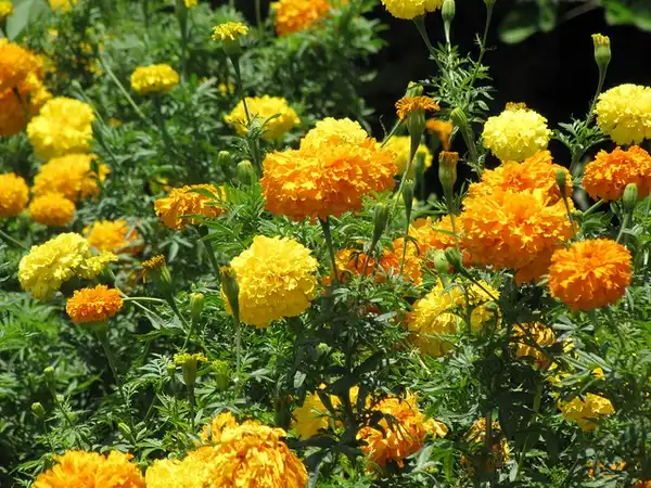 Foto de Tagetes erecta - Tagetes-erecta:Forest and Kim Starr