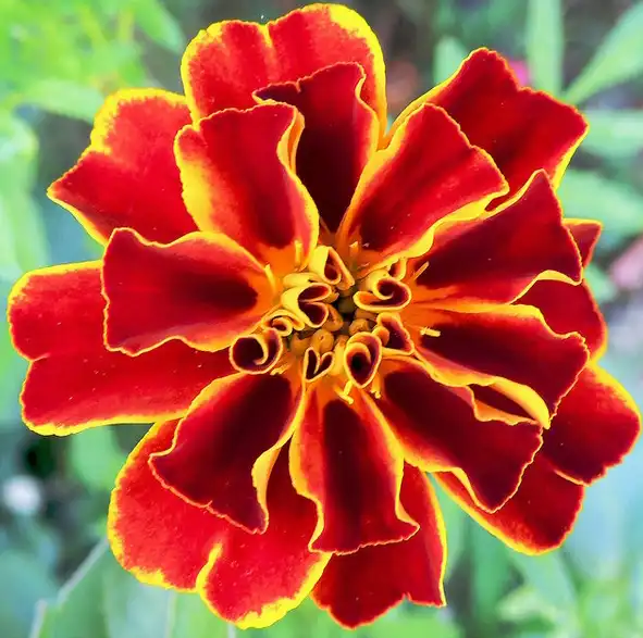 Foto de Tagetes erecta - Tagetes-erecta:Jose-Luis-Cernadas-Iglesias-