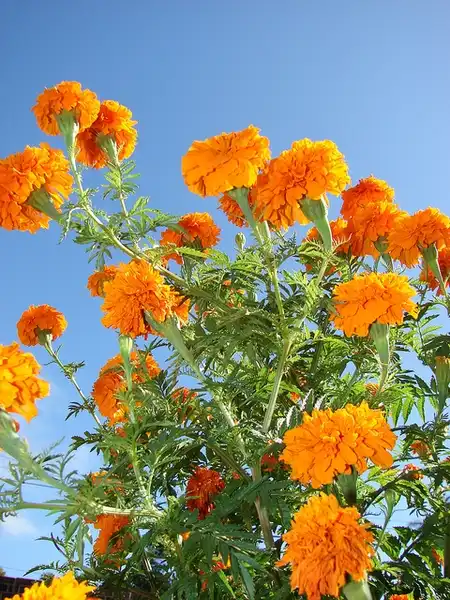 Foto de Tagetes erecta - Tagetes-erecta:Jose-Luis-Cernadas-Iglesias-