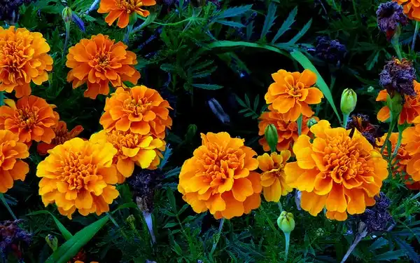 Foto de Tagetes erecta - Tagetes-erecta:Manual