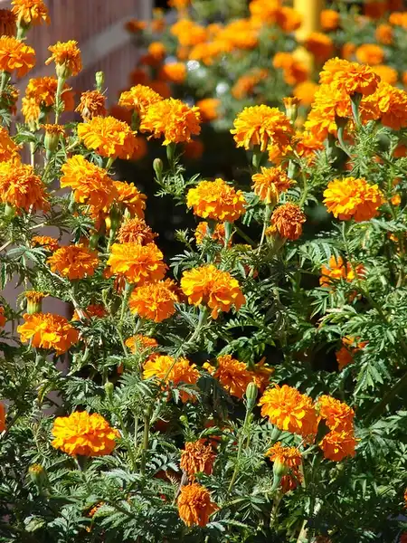 Foto de Tagetes erecta - Tagetes-erecta:Forest and Kim Starr
