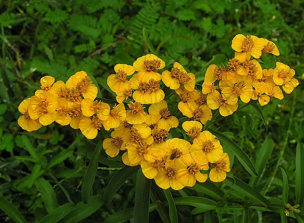 Photo of Tagetes lucida (Tagetes lucidas)