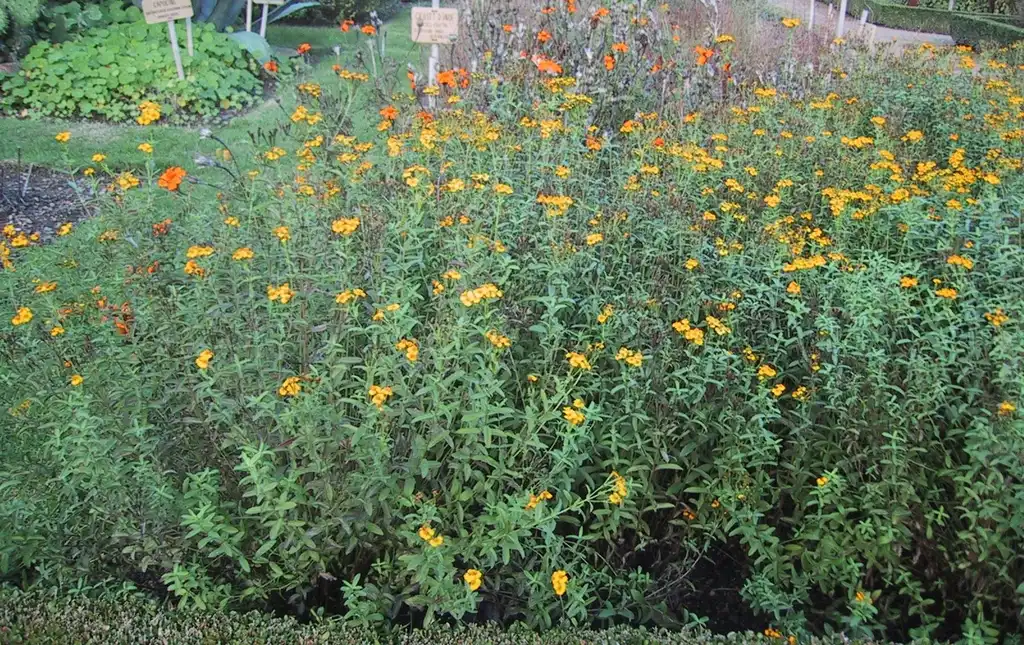 Photo of Tagetes lucida (Tagetes lucidas)