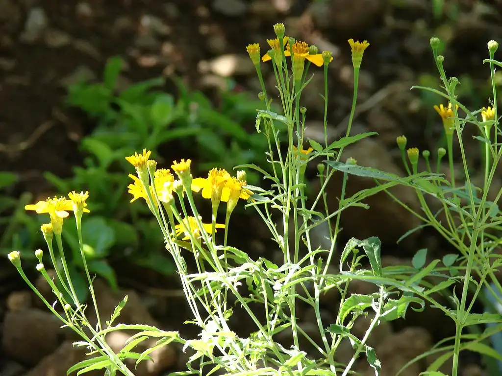 Photo of Tagetes lucida - stems:Forest & Kim Starr