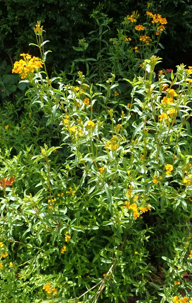 Photo of Tagetes lucida - Leaf:Krzysztof Ziarnek