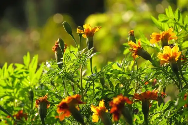 Foto de Tagetes patula (Tagetes patulas)