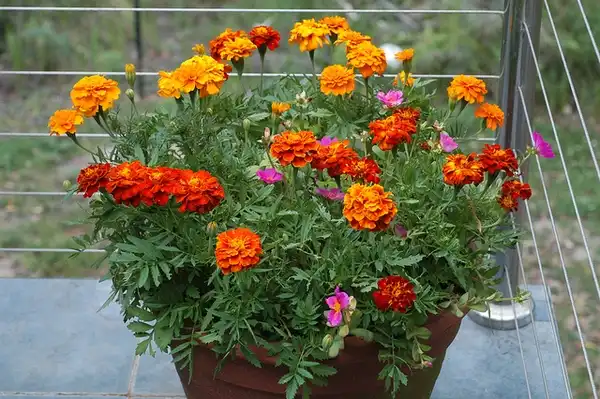 Foto de Tagetes patula - Form:Doug-Beckers
