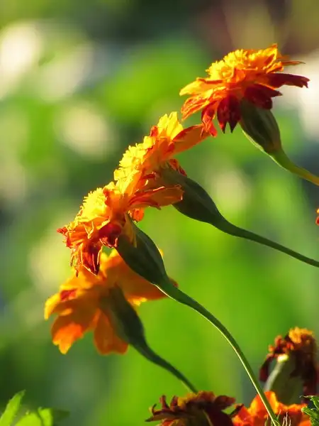Foto de Tagetes patula - Stem:Danlela