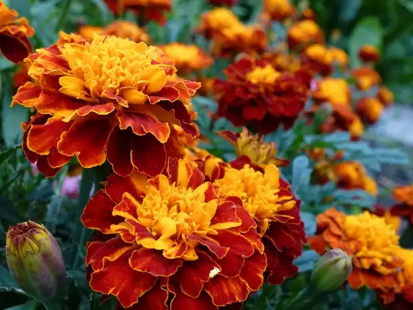 Foto de Tagetes patula - Flowers:Taco Witte