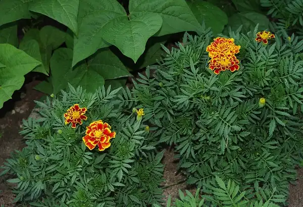 Foto de Tagetes patula - Form:timmijo