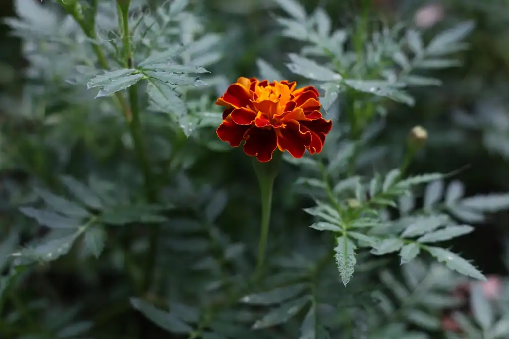 Foto de Tagetes patula - Flower and Leaves (Cabarrus County,NC):Hope Duckworth