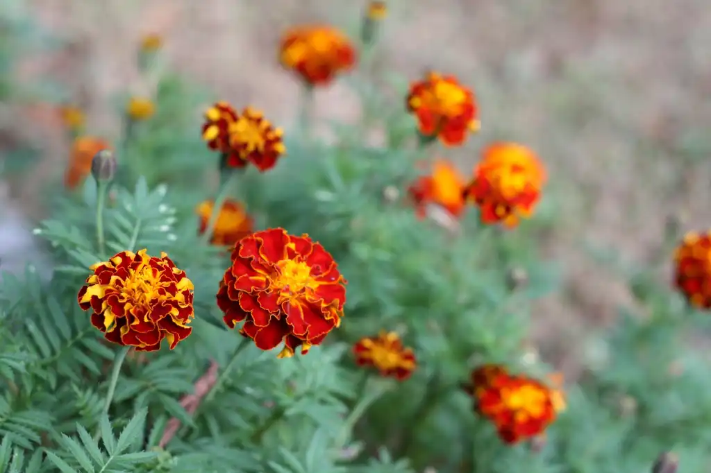 Foto de Tagetes patula - Flower Close-up (Cabarrus County, NC):Hope Duckworth