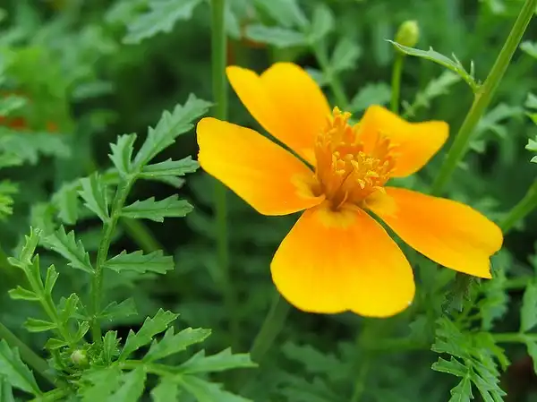 Foto de Tagetes tenuifolia (Tagetes tenuifolias)