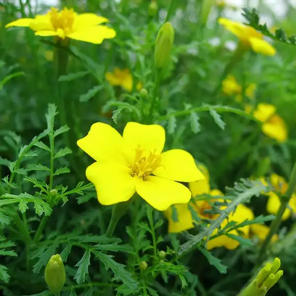 Foto de Tagetes tenuifolia (Tagetes tenuifolias)