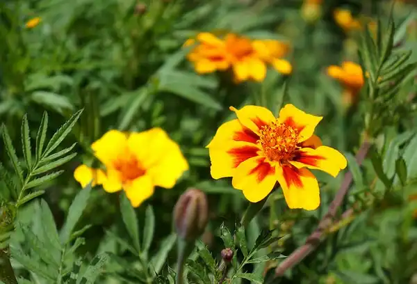 Foto de Tagetes tenuifolia - Flowers:Garden Traveler