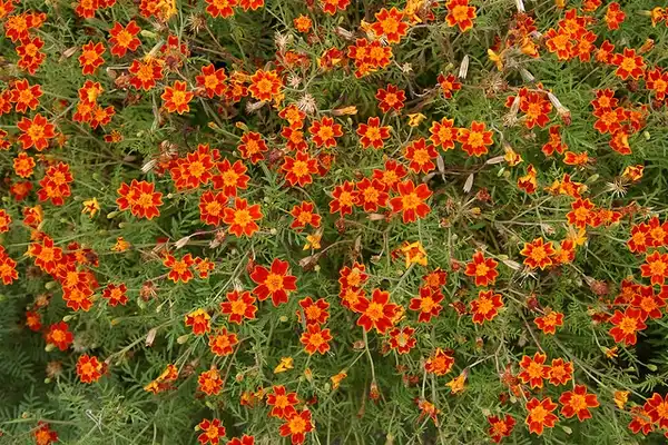 Foto de Tagetes tenuifolia - Flowers:Quinn Dombrowski