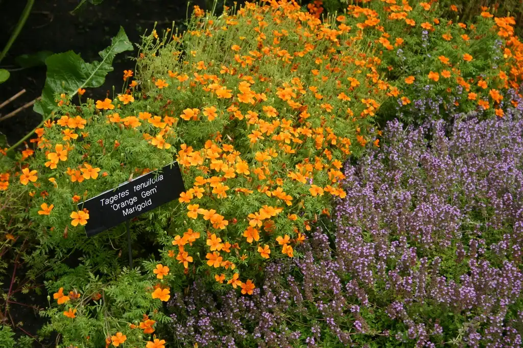 Foto de Tagetes tenuifolia - Tagetes tenuifolia 'Orange Gem' planted with thyme.:Kjeannette