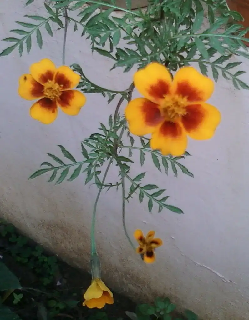 Foto de Tagetes tenuifolia - Leaves:Adityamadhav83