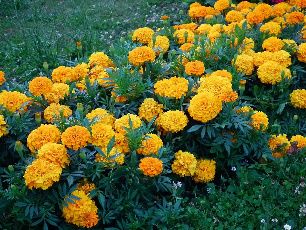 Foto de Tagetes (Tagetess)