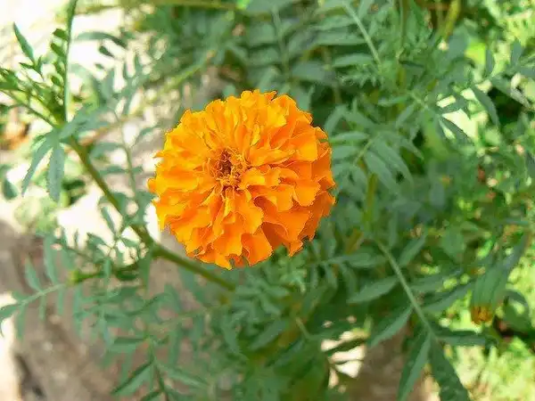 Foto de Tagetes (Tagetess)