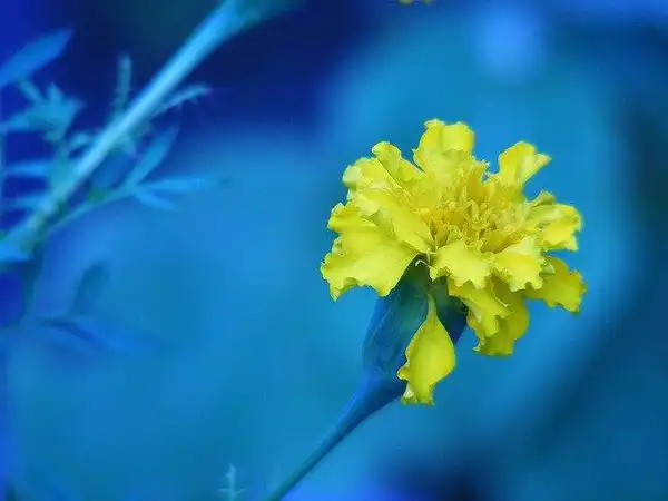 Foto de Tagetes - Flower:Rony B Chandran