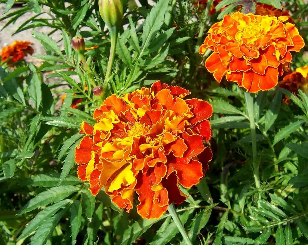 Foto de Tagetes - Tagetes patula:Fir0002