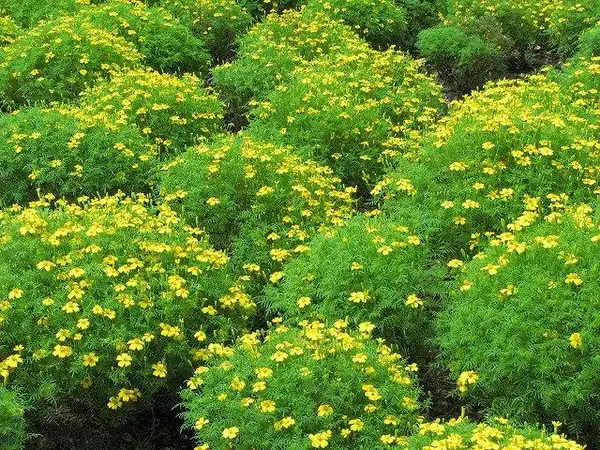 Foto de Tagetes - Plant form:Tanaka Juuyoh