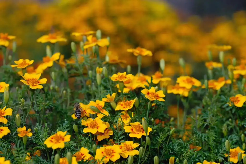 Foto de Tagetes - Tagetes tenuifolia:André Karwath