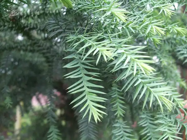 Photo of Taiwania cryptomerioides (Taiwania cryptomerioidess)