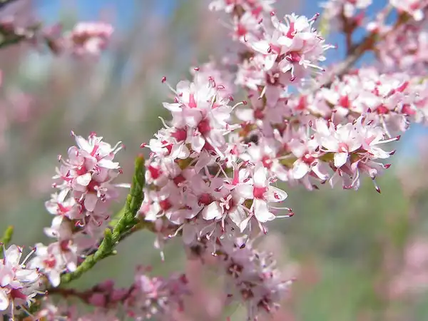 Foto de Tamarix ramosissima (Tamarix ramosissimas)