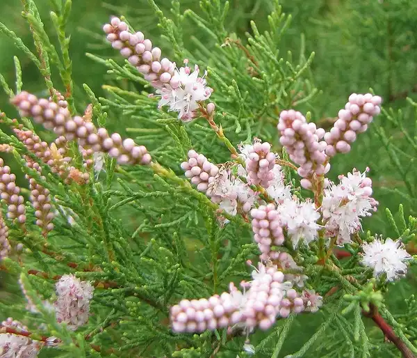 Foto de Tamarix ramosissima (Tamarix ramosissimas)