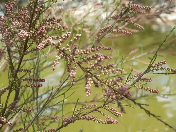 Foto de Tamarix ramosissima - Flower buds:Pedro-L-Mendez