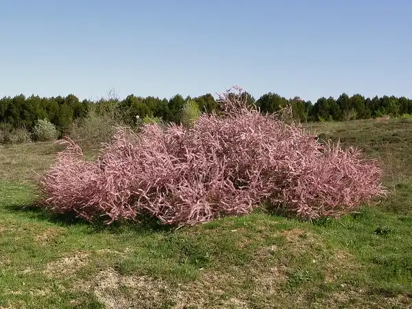 Foto de Tamarix ramosissima - In bloom:jacinta lluch valero