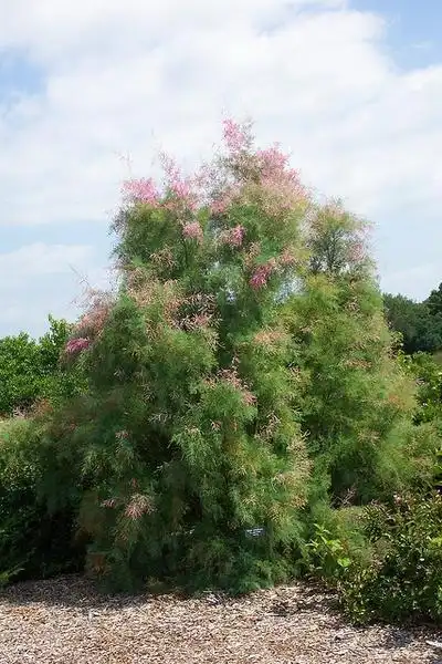 Foto de Tamarix ramosissima - Form:Kjeannette