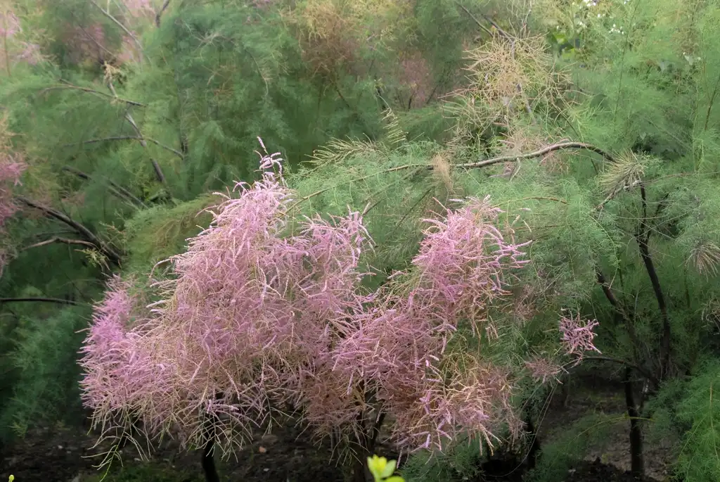 Foto de Tamarix ramosissima - Flower and Leaves:Jim Robbins