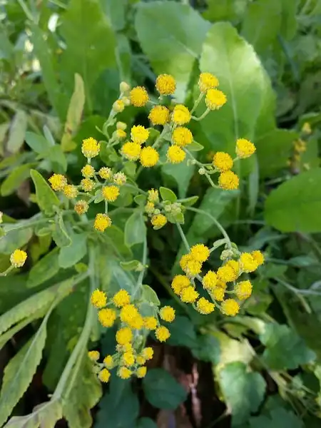 Photo of Tanacetum balsamita (Tanacetum balsamitas)