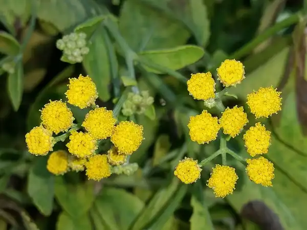 Photo of Tanacetum balsamita (Tanacetum balsamitas)