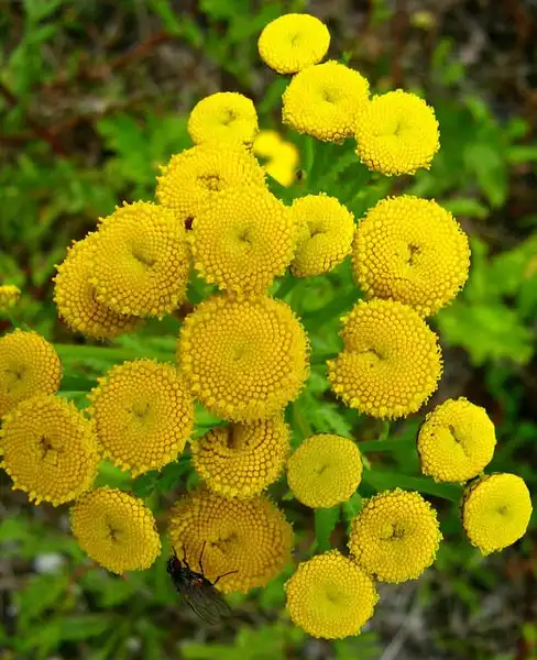 Фото Tanacetum vulgare (Tanacetum vulgares)