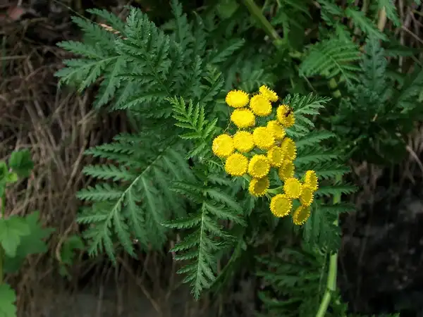 Фото Tanacetum vulgare (Tanacetum vulgares)