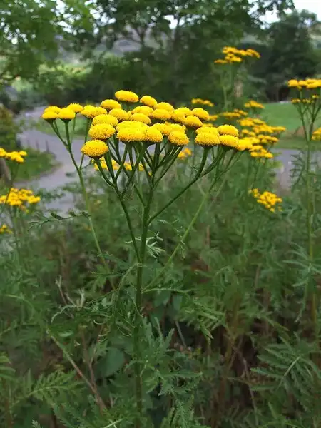 Фото Tanacetum vulgare - Tanacetum vulgare:Willie Angus